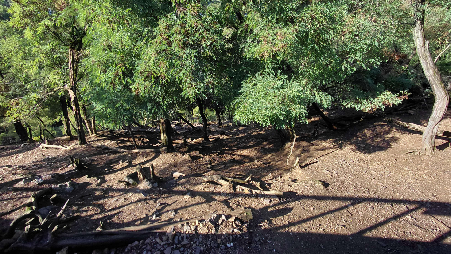 West Caucasian tur exhibit