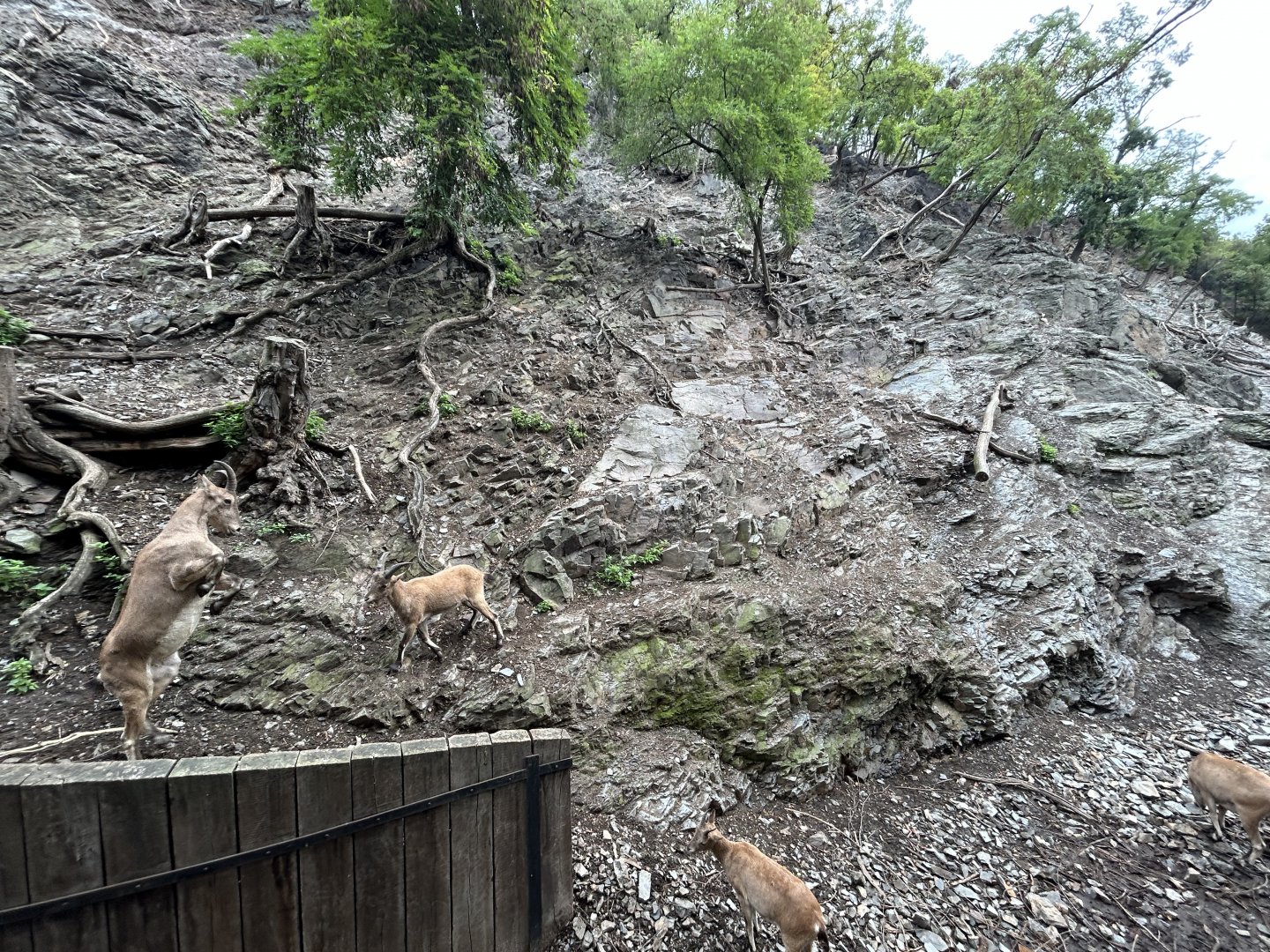 West Caucasian Tur Exhibit