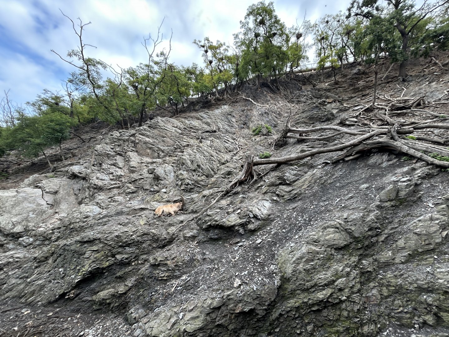 West Caucasian Tur Exhibit