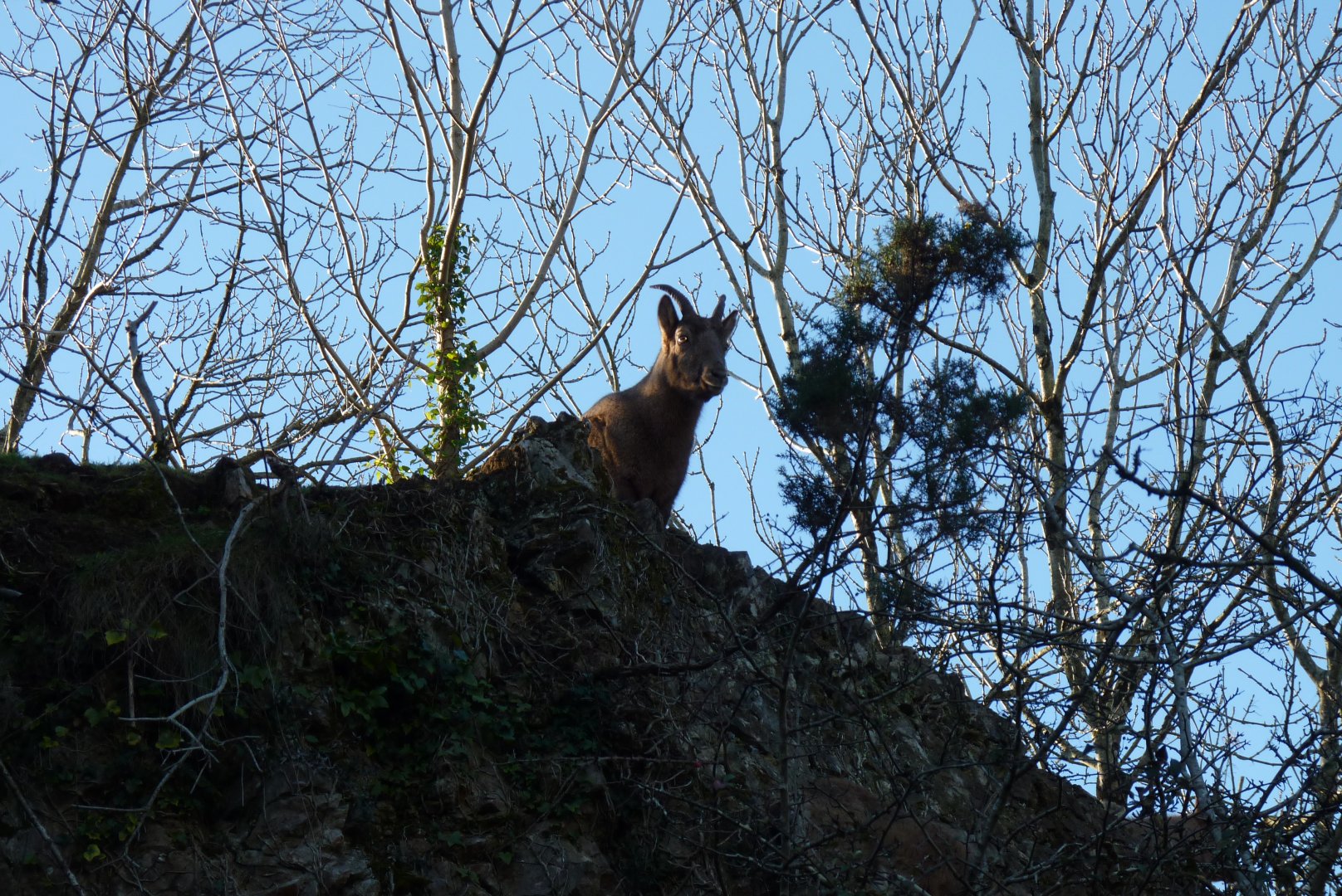 West Caucasian Tur, January 2017