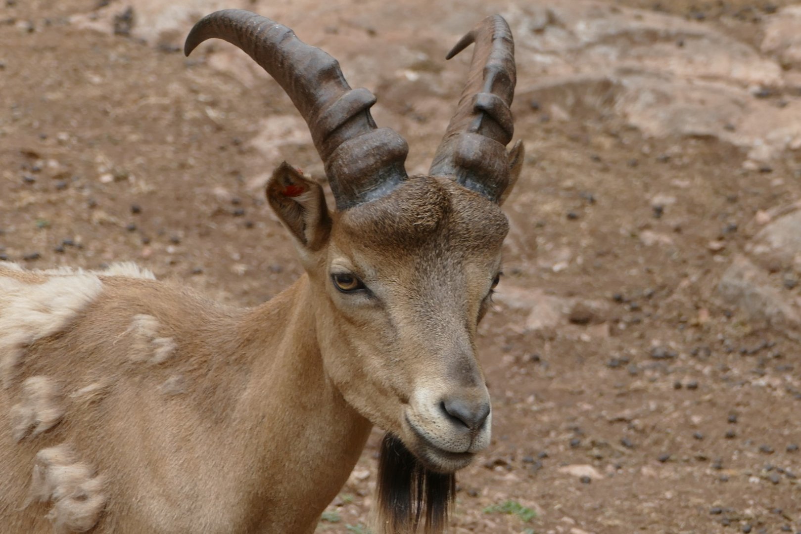 West Caucasian tur, July 2018
