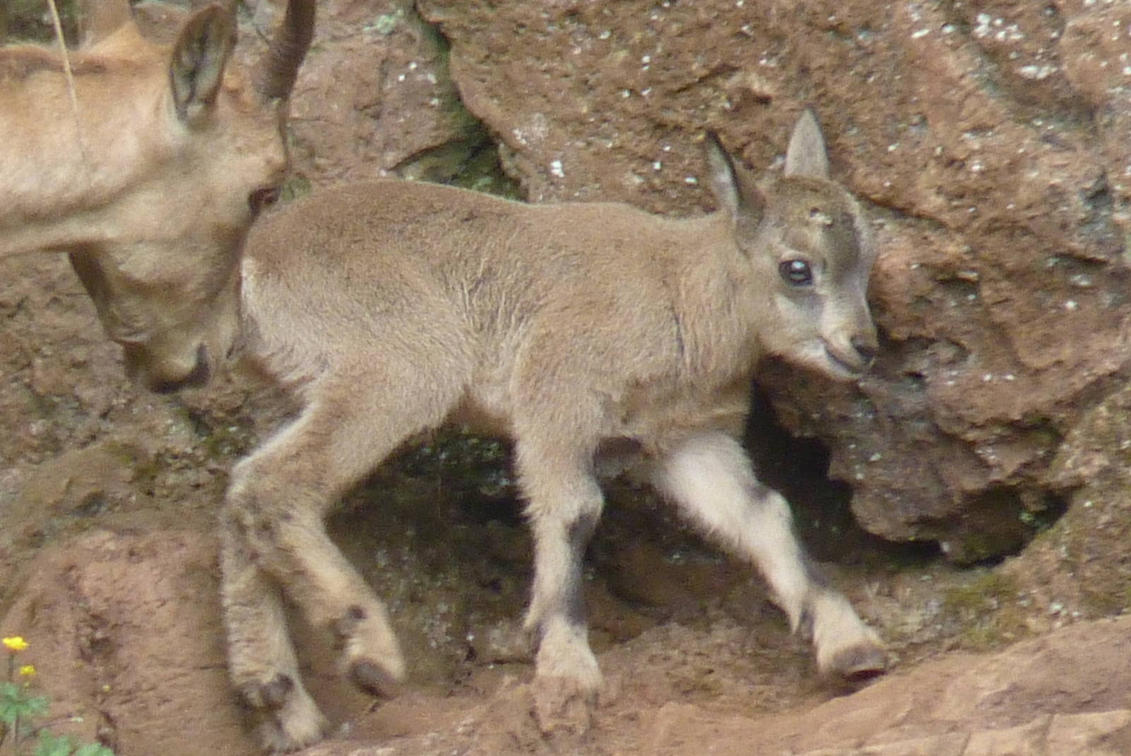 West Caucasian Tur kid, 13 June 2016