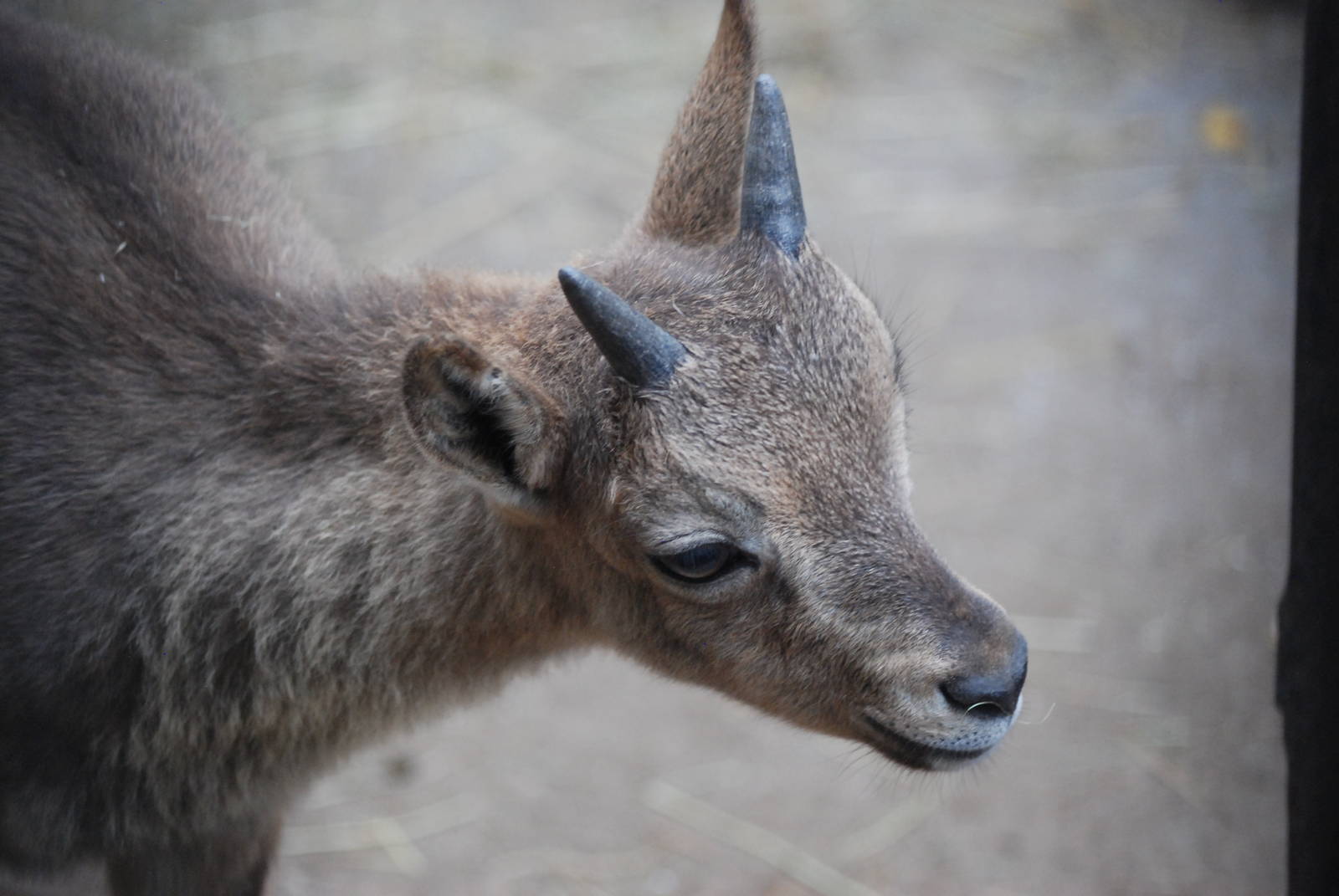 West Caucasian Tur Kid at Prague, 25/08/12