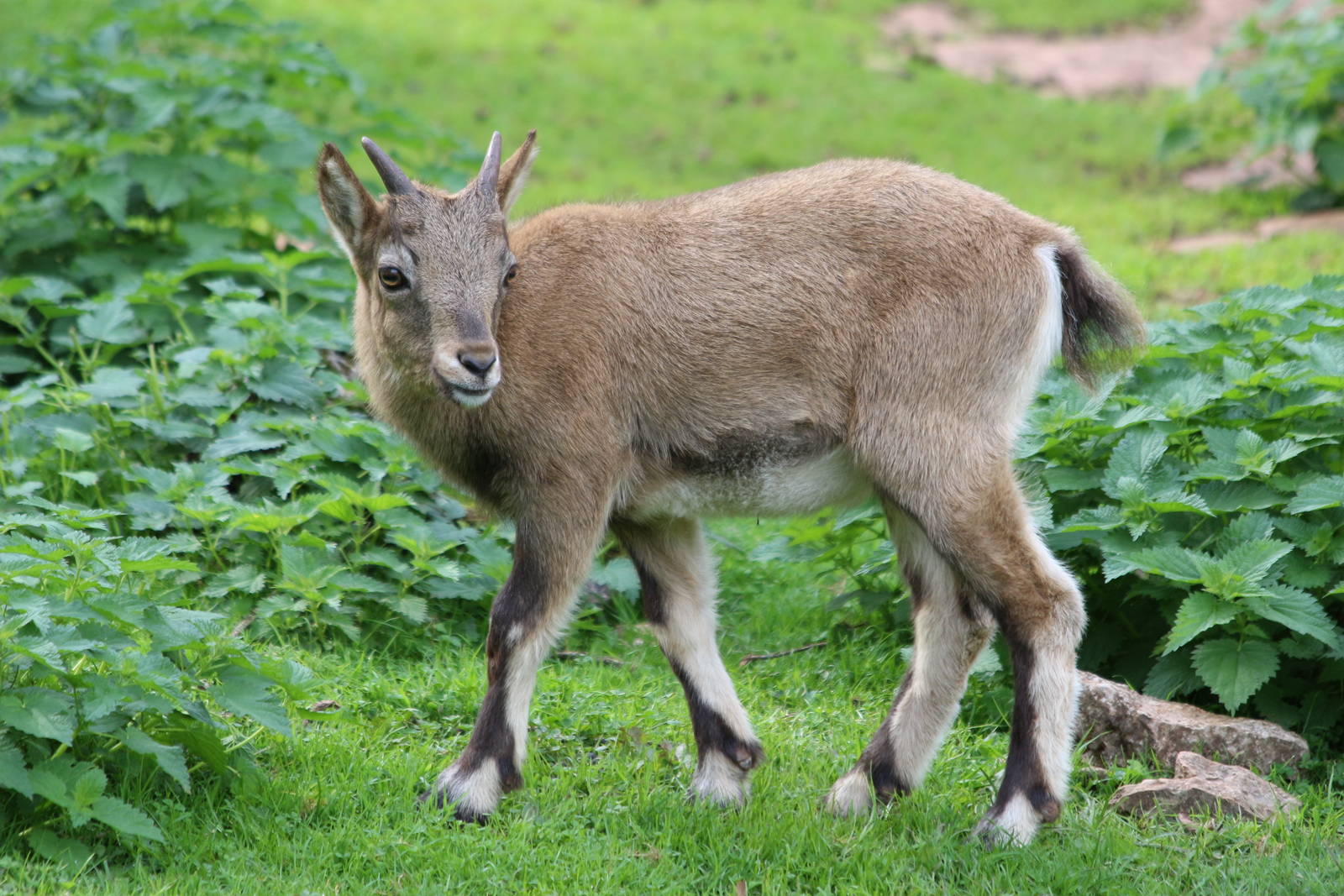 West Caucasian Tur kid @ Paignton; 21.09.2016
