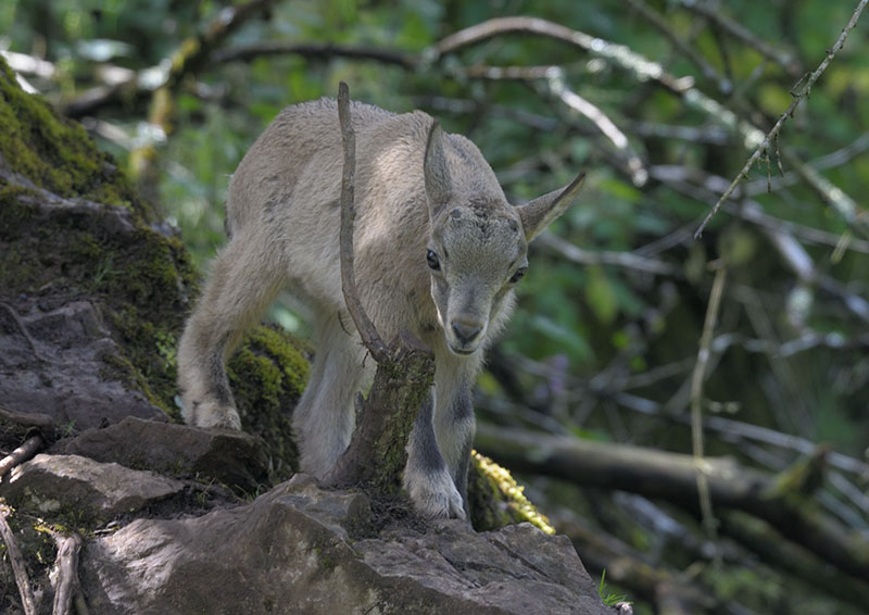 West Caucasian tur kid