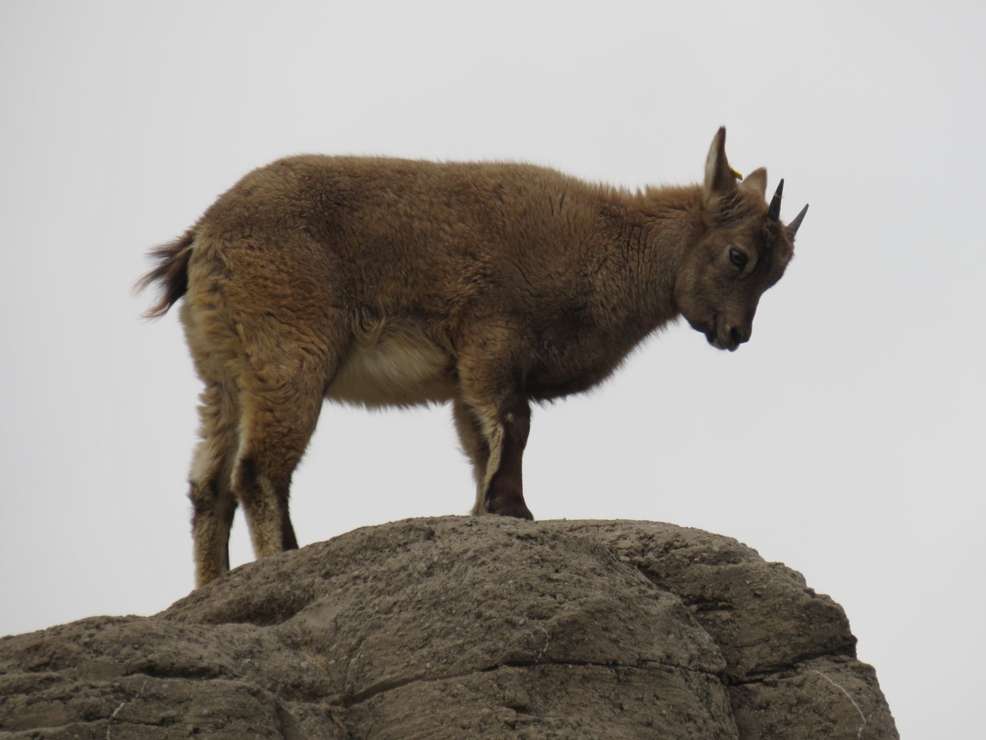 West Caucasian tur kid