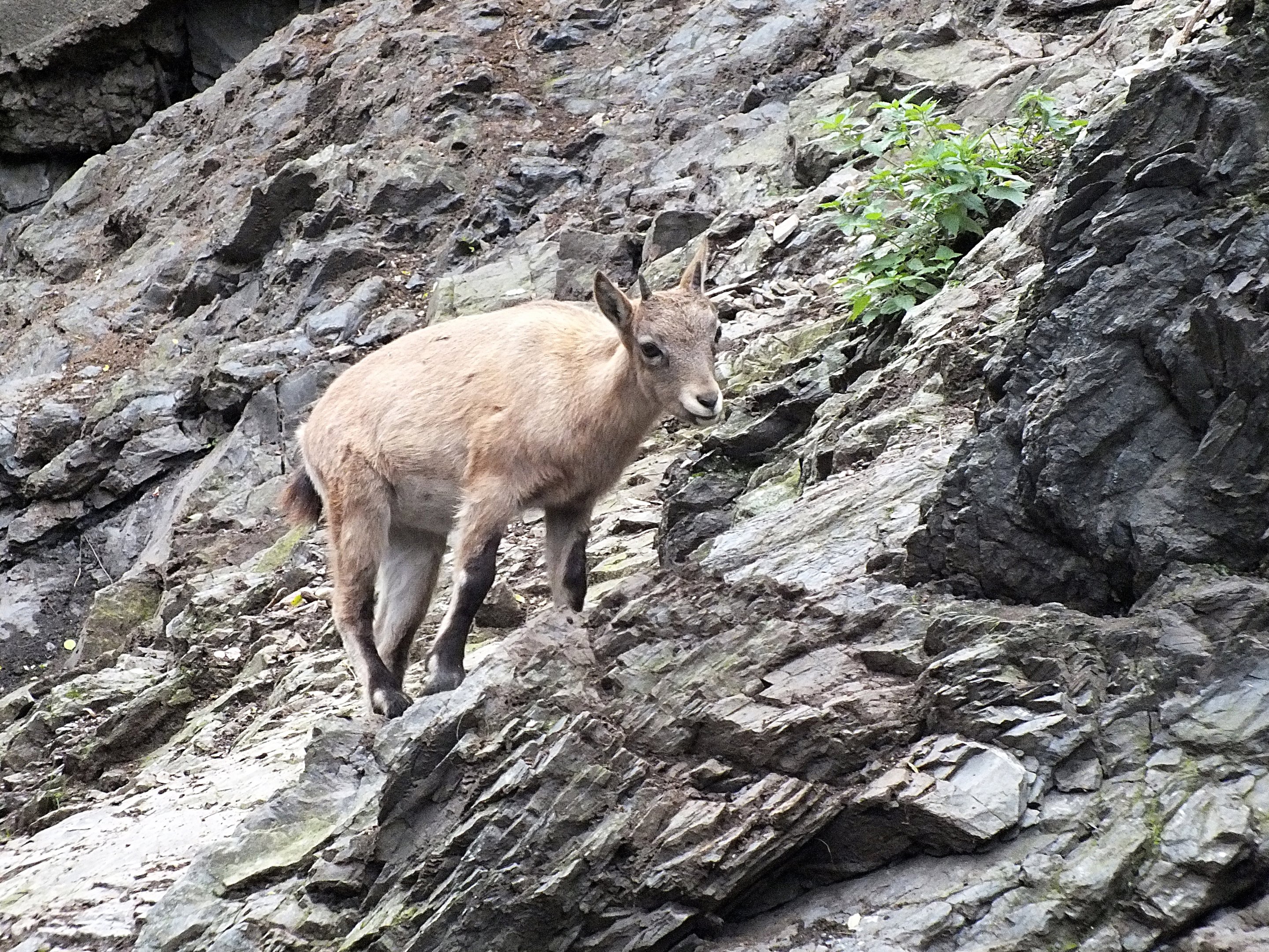 West Caucasian tur kid