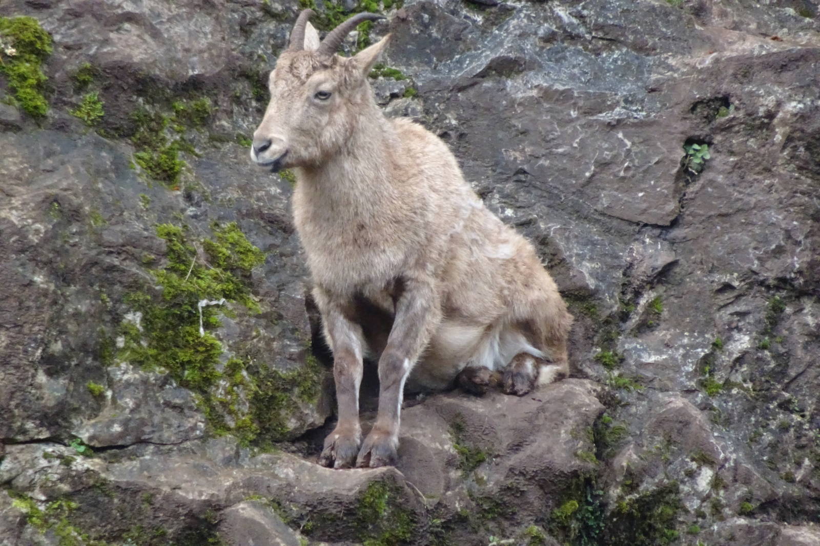 West Caucasian Tur, March 2016