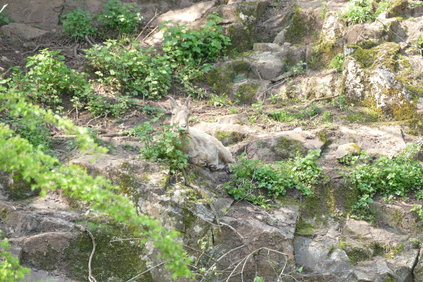 West Caucasian tur. May 2018