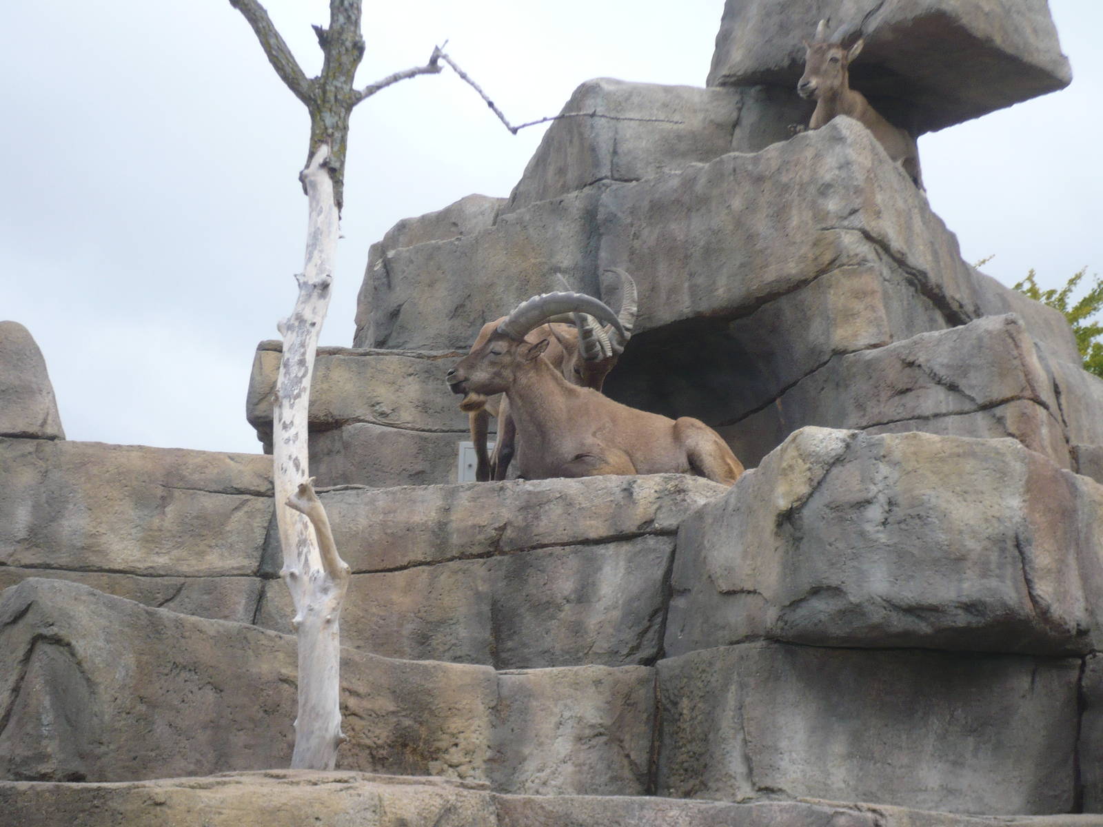 West Caucasian Tur Mountain