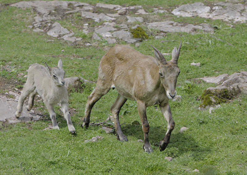 West Caucasian tur nanny and kid