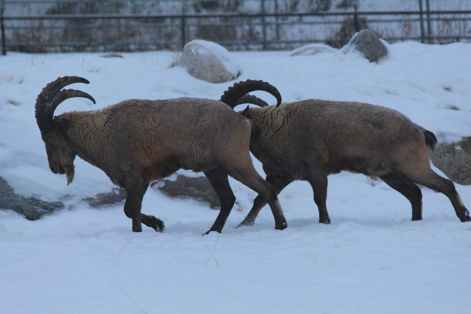 West Caucasian Tur - Nov 2012