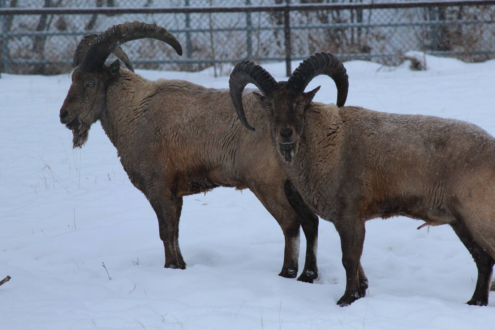 West Caucasian Tur - Nov 2012