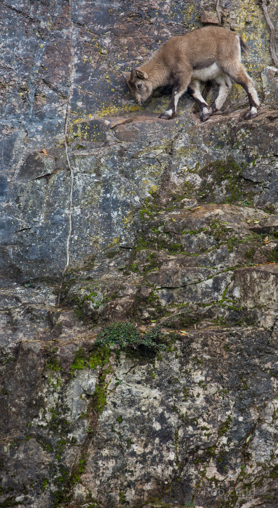 West Caucasian tur : Paignton : 17 Oct 2016