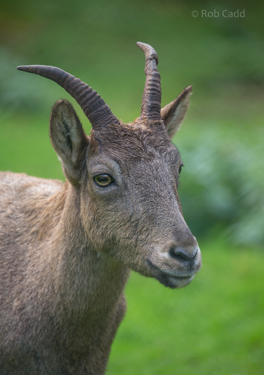 West Caucasian tur : Paignton : 17 Oct 2016