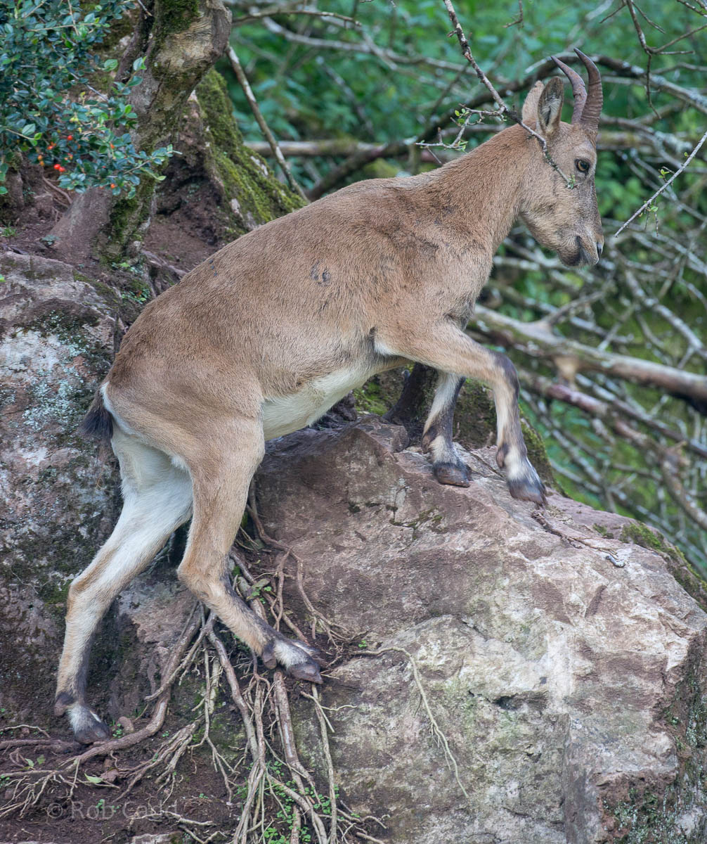 West Caucasian tur : Paignton : 23 Sep 2015