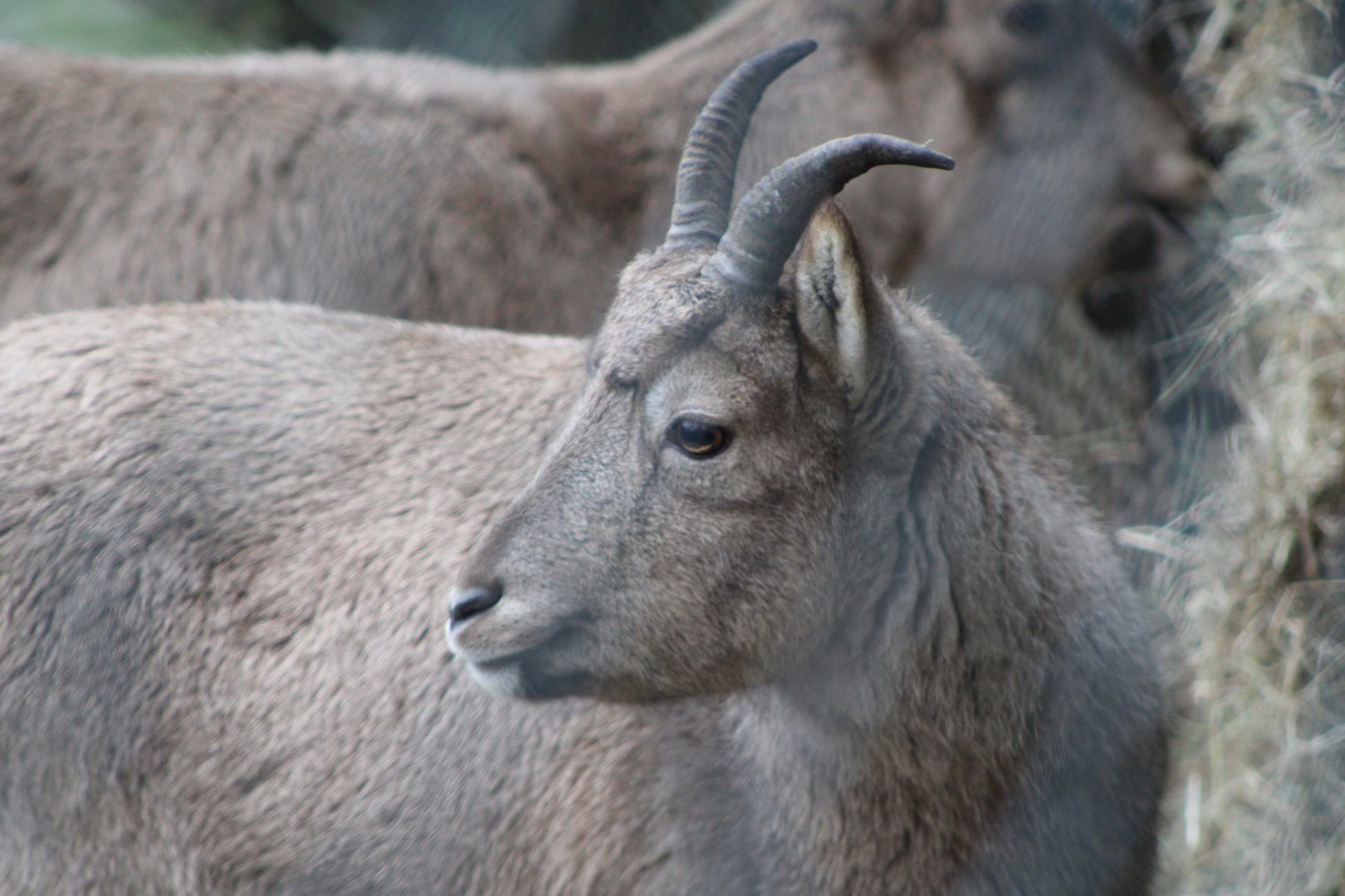 West Caucasian Tur Portrait (Capra caucasica)