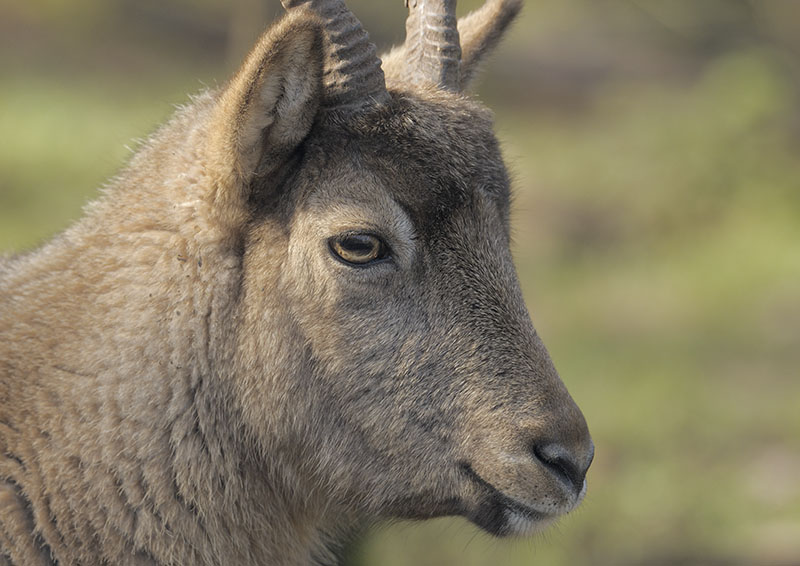 West Caucasian tur portrait