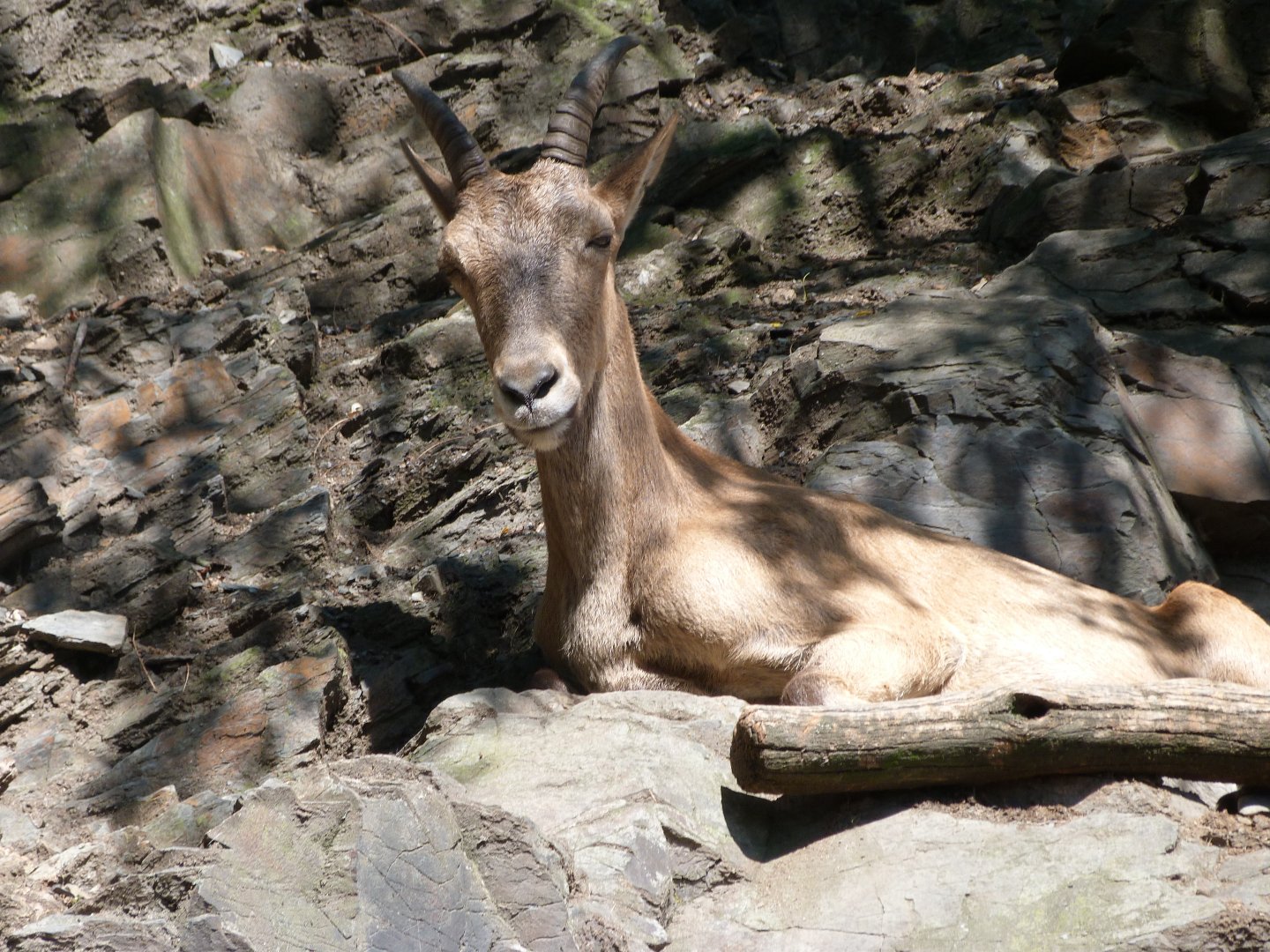 West Caucasian tur -Zoo Praha (2025)
