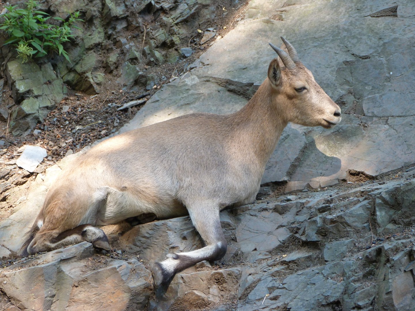 West Caucasian tur -Zoo Praha (2025)