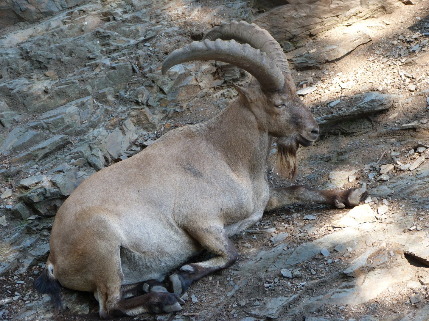 West Caucasian tur -Zoo Praha (2025)