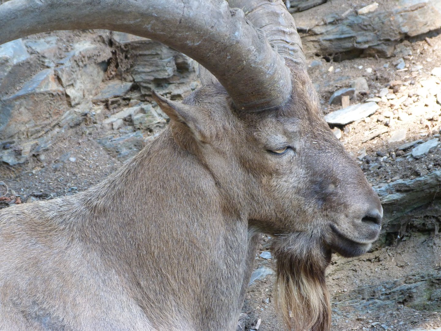 West Caucasian tur -Zoo Praha (2025)