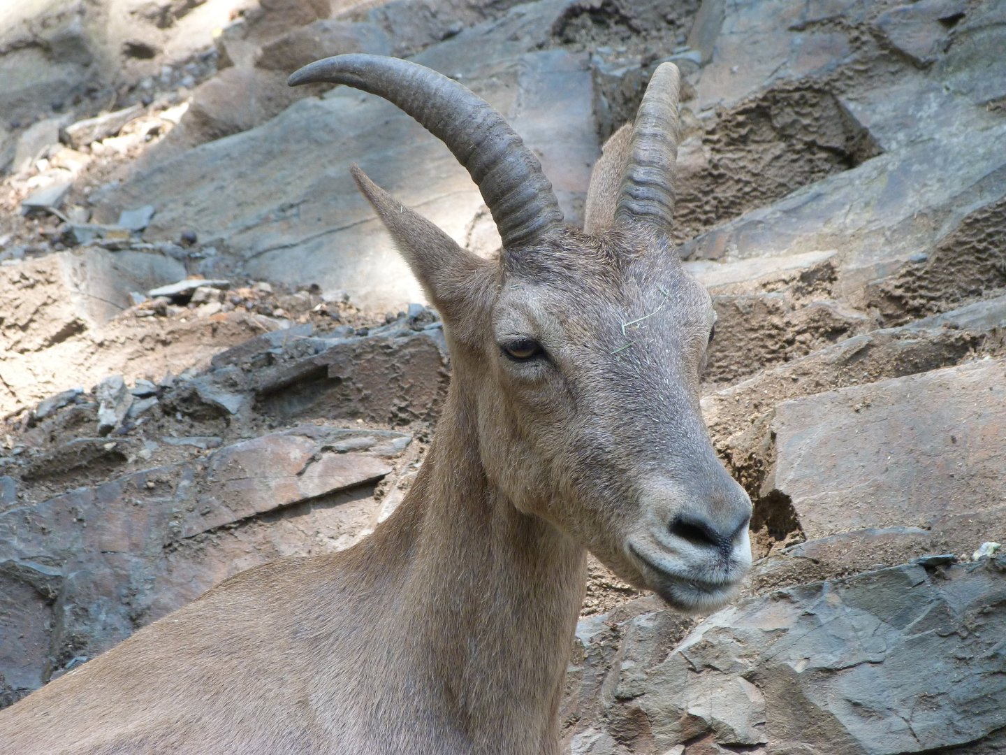 West Caucasian tur -Zoo Praha (2025)