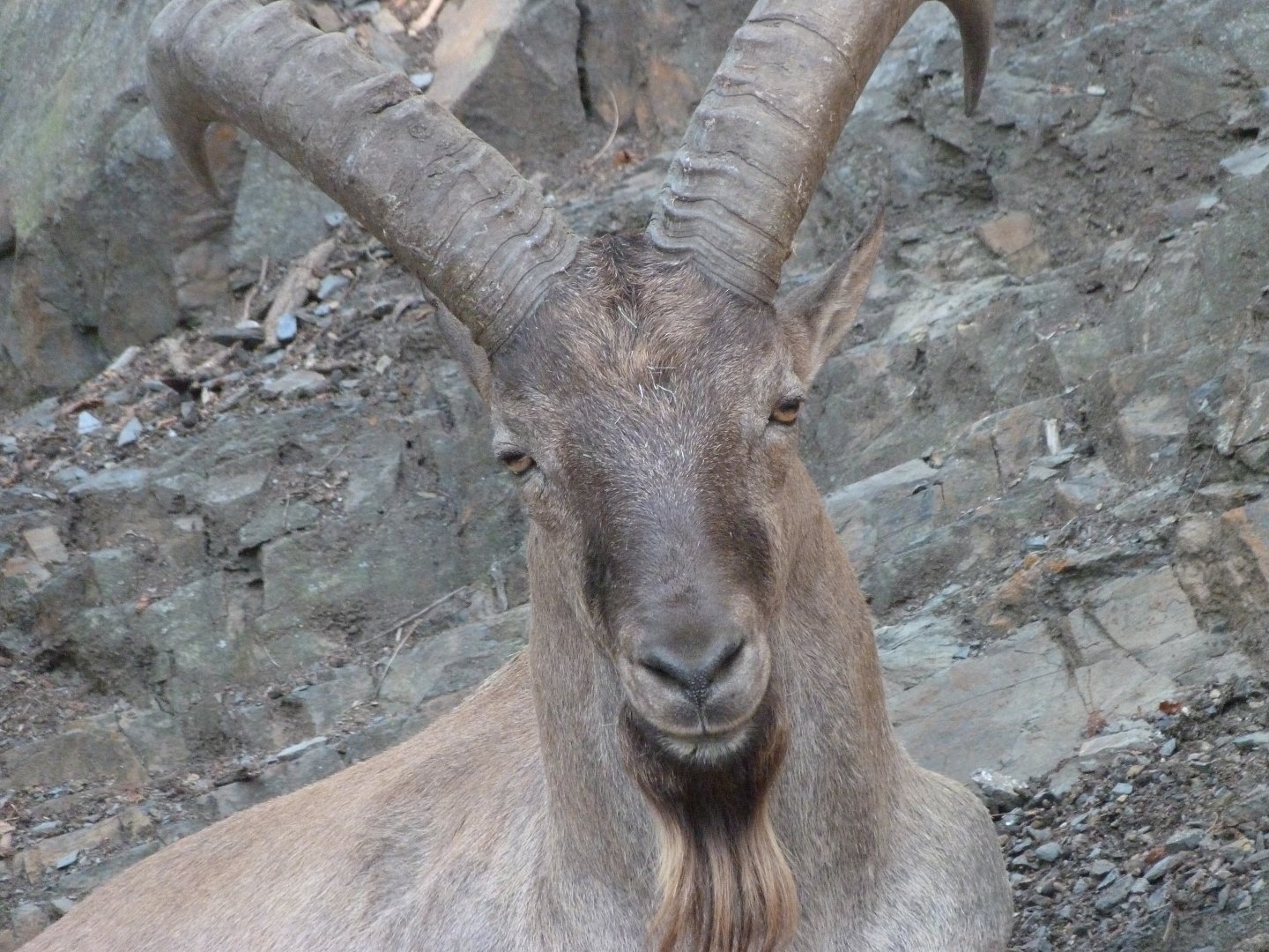 West Caucasian tur -Zoo Praha (2025)