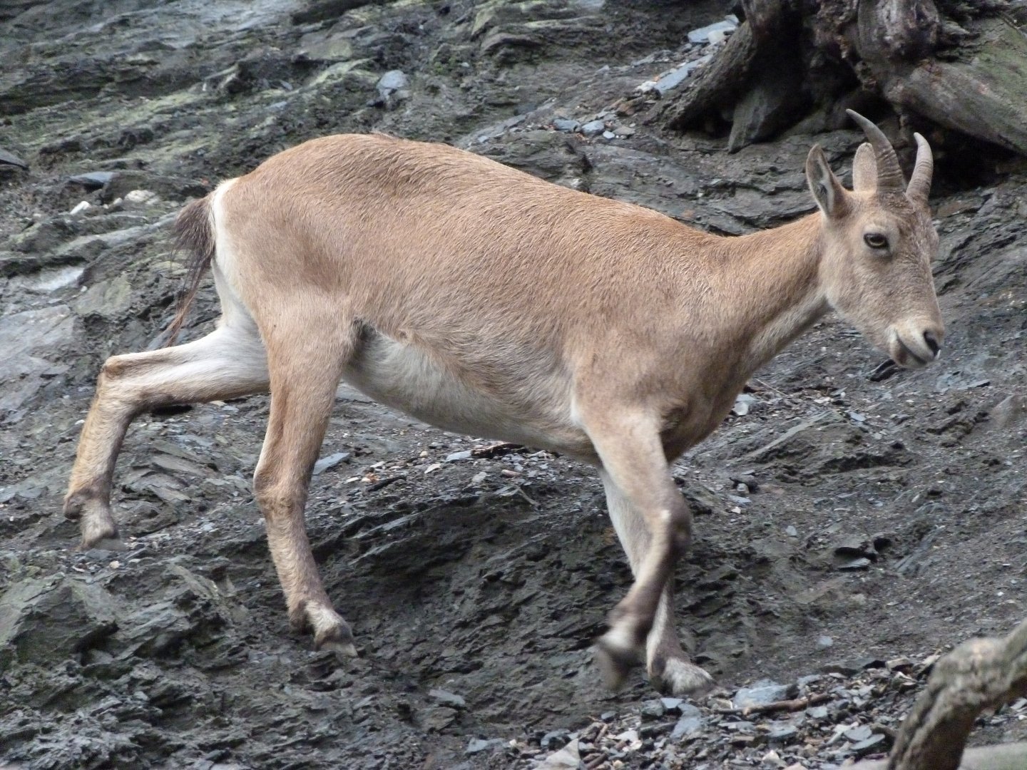 West Caucasian tur -Zoo Praha (2025)