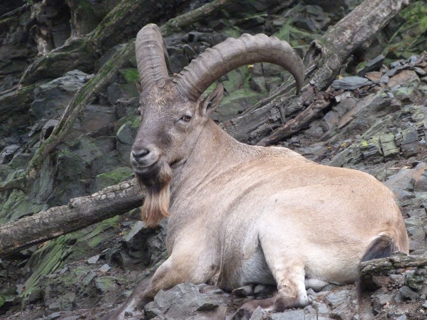 West Caucasian tur -Zoo Praha (2025)