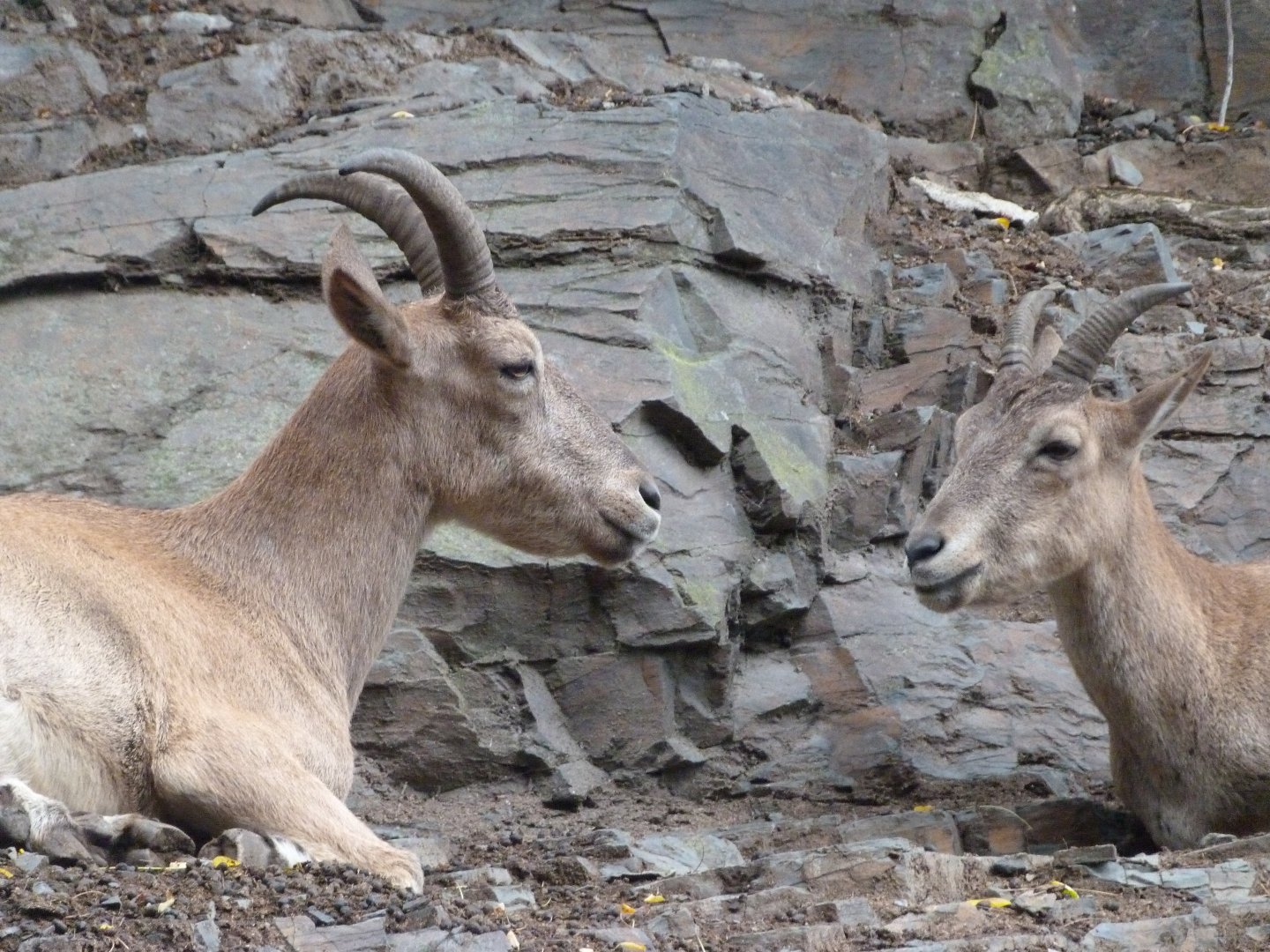 West Caucasian turs -Zoo Praha (2025)