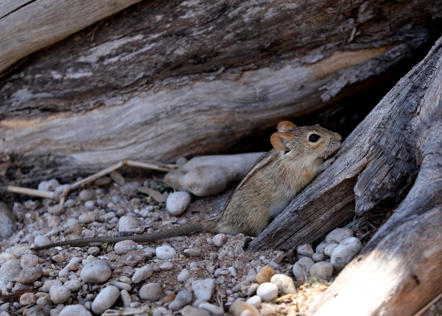 West-central Four-striped Grass Rat (Rhabdomys bechuanae)