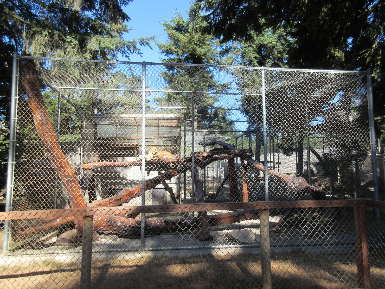 West Coast Game Park Safari (Oregon) - African Lion Exhibit #1
