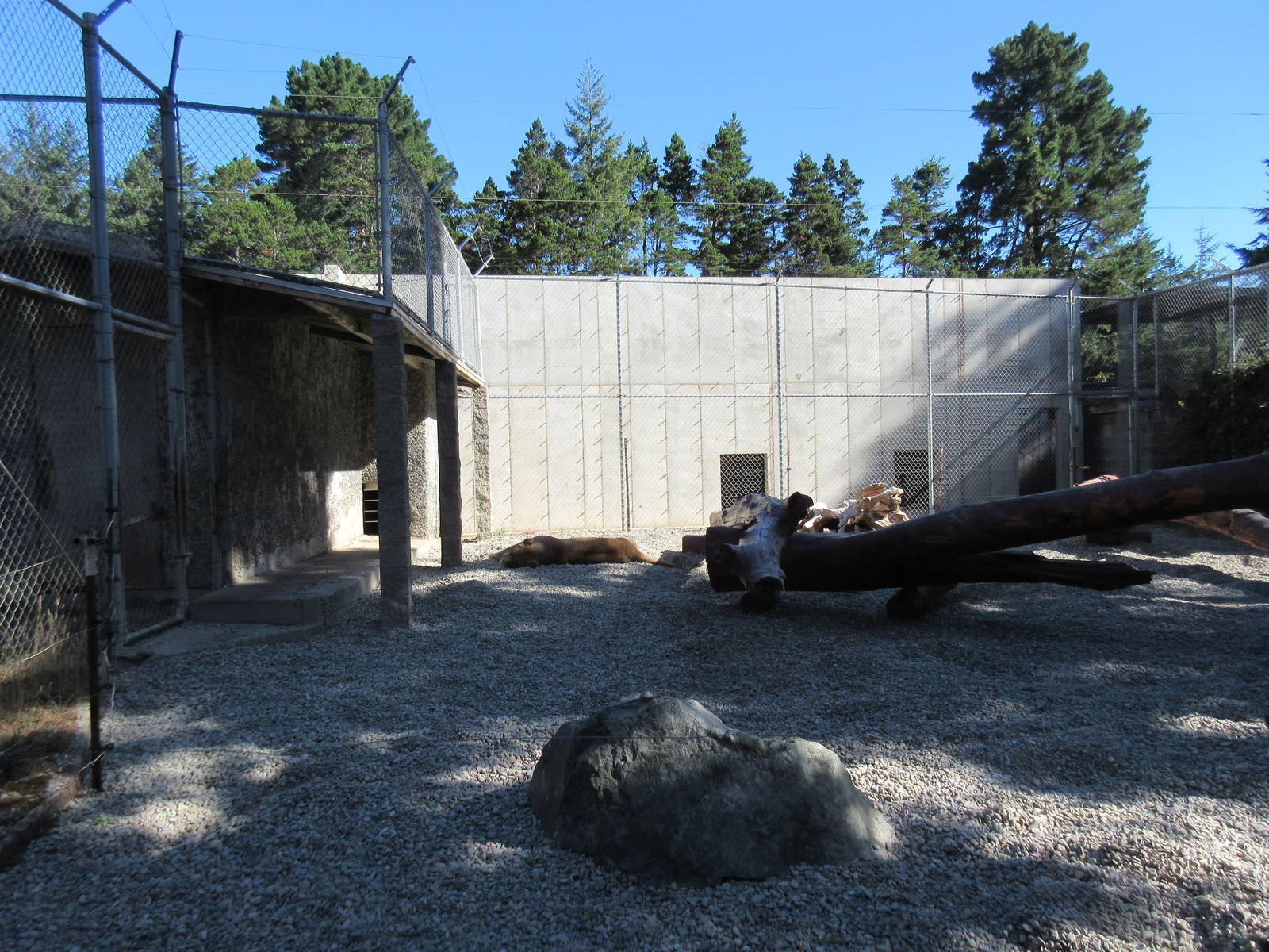 West Coast Game Park Safari (Oregon) - African Lion Exhibit #2