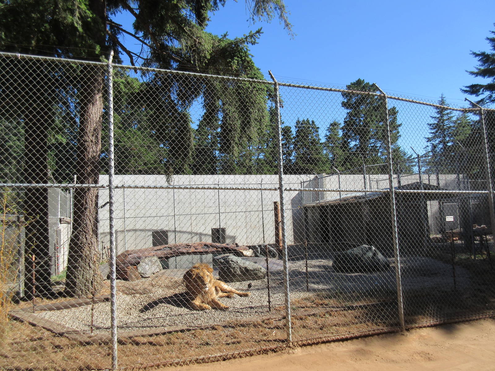 West Coast Game Park Safari (Oregon) - African Lion Exhibit #3