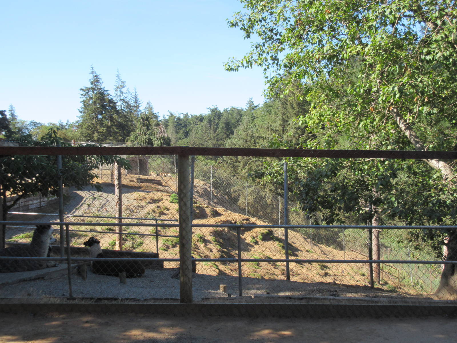 West Coast Game Park Safari (Oregon) - Alpaca Exhibit