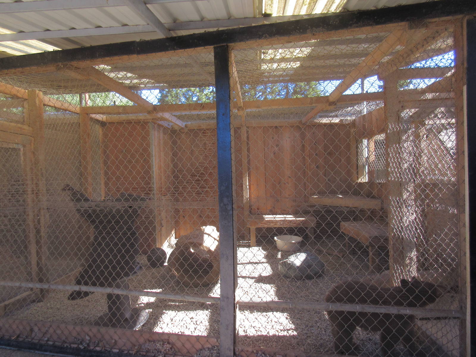 West Coast Game Park Safari (Oregon) - American Black Bear Exhibit (cubs)