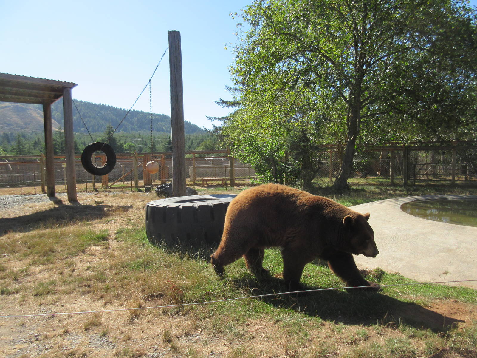 West Coast Game Park Safari (Oregon) - American Black Bear Exhibit