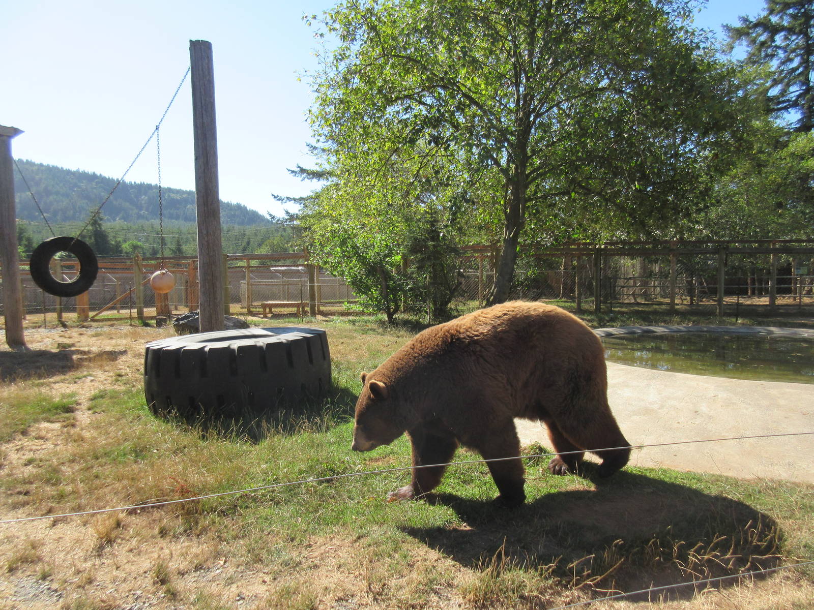 West Coast Game Park Safari (Oregon) - American Black Bear Exhibit
