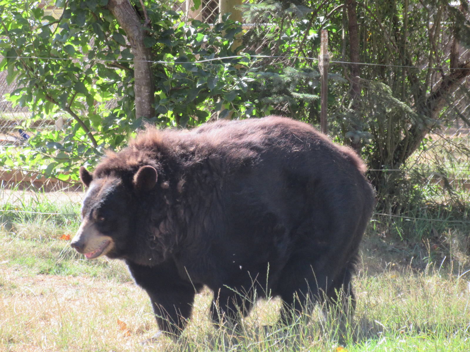 West Coast Game Park Safari (Oregon) - American Black Bear (fat!)
