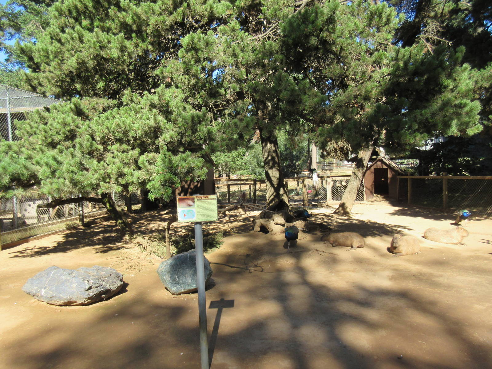 West Coast Game Park Safari (Oregon) - Capybara Exhibit
