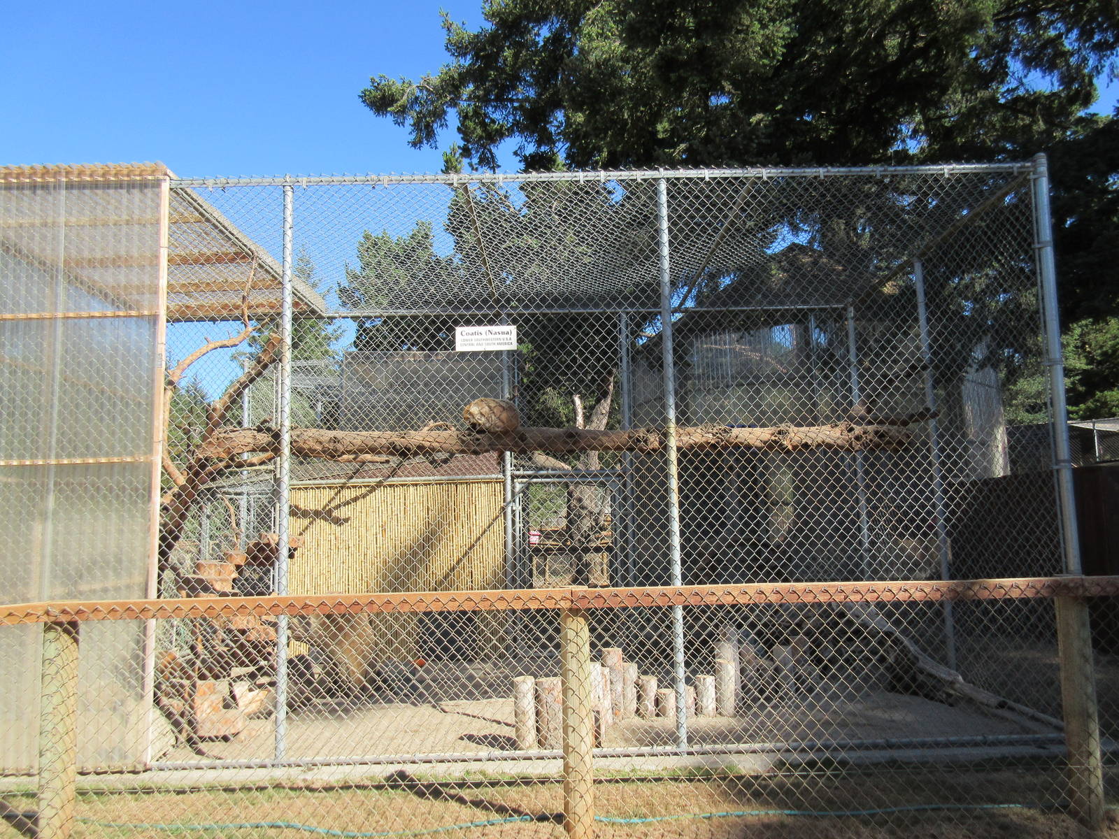 West Coast Game Park Safari (Oregon) - Coati Exhibit