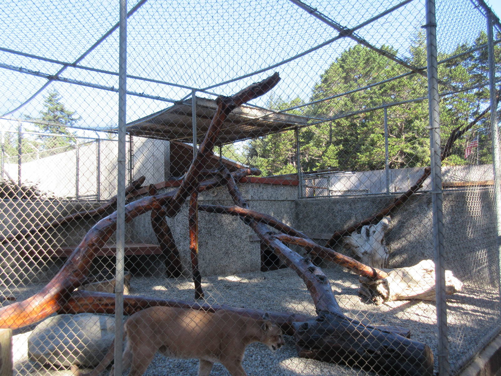 West Coast Game Park Safari (Oregon) - Cougar Exhibit