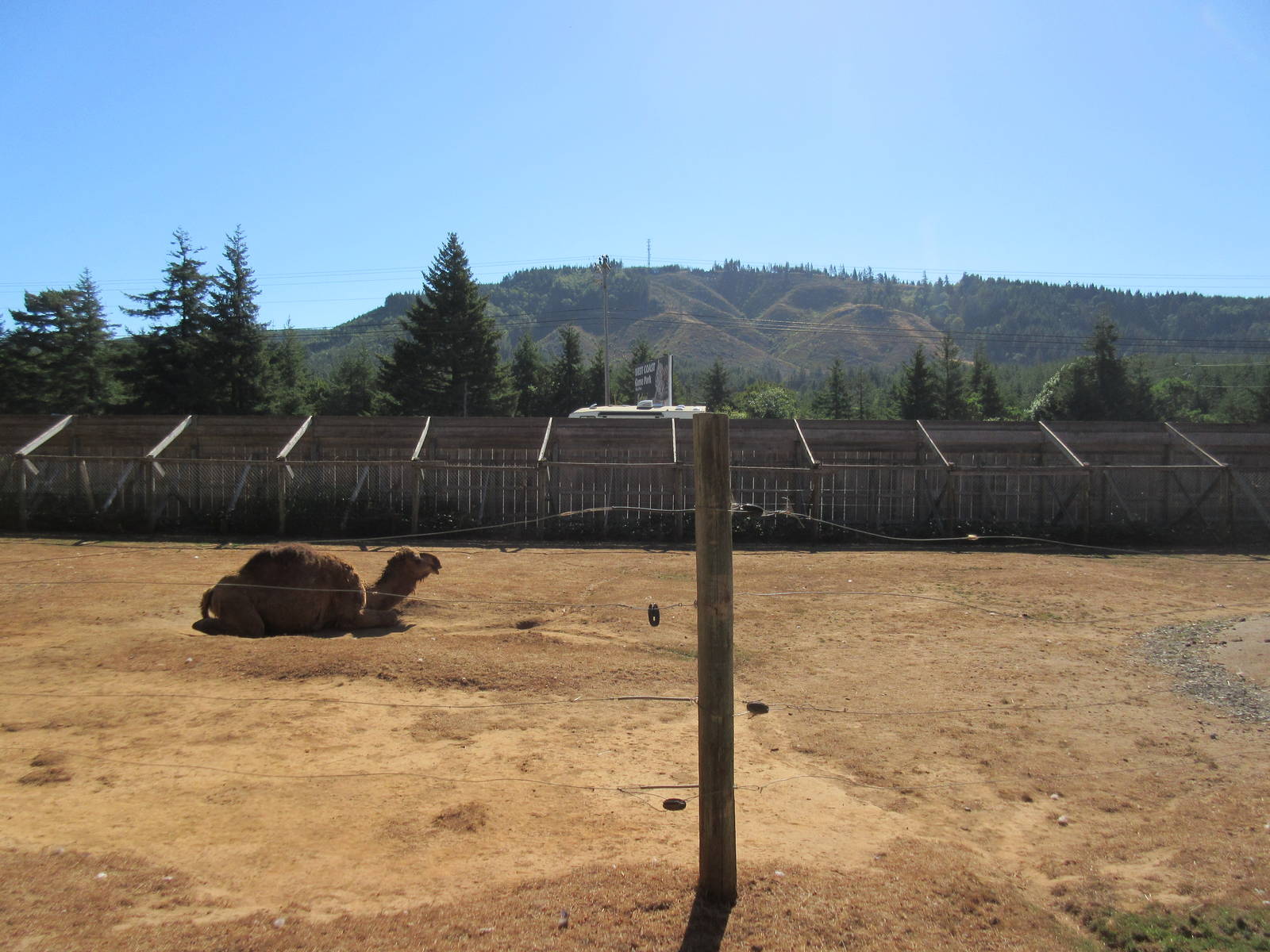 West Coast Game Park Safari (Oregon) - Dromedary Exhibit