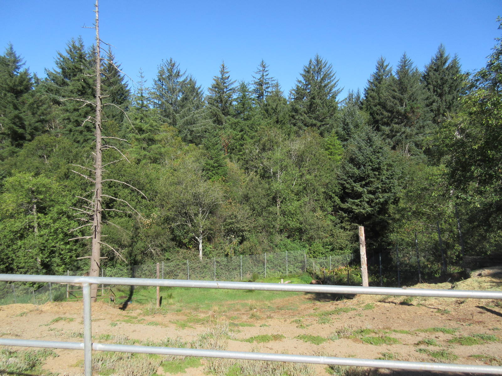 West Coast Game Park Safari (Oregon) - Elk Exhibit