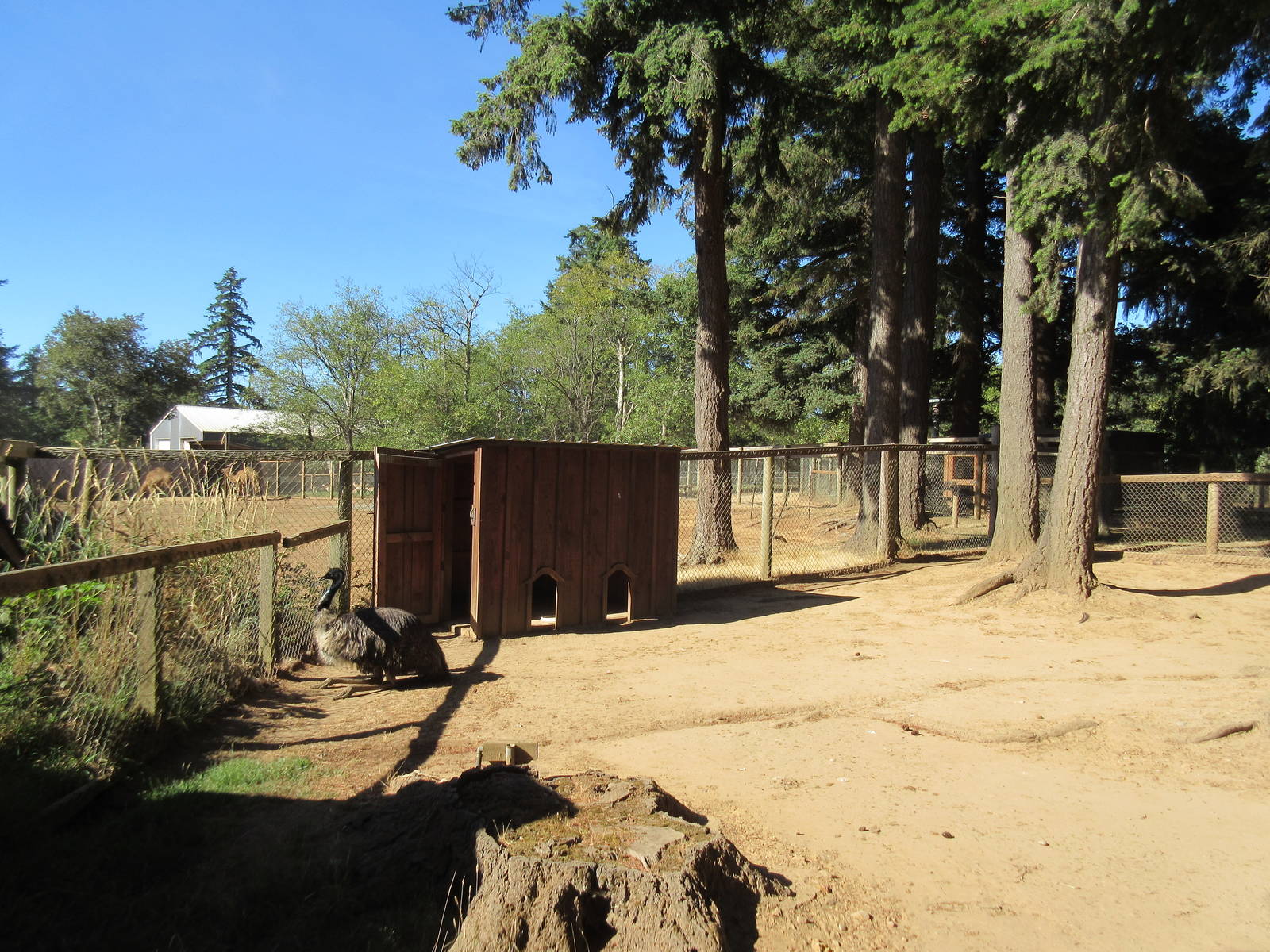 West Coast Game Park Safari (Oregon) - Emu Exhibit