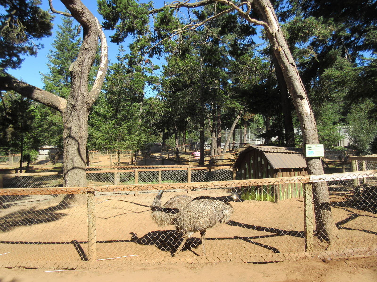 West Coast Game Park Safari (Oregon) - Emu Exhibit