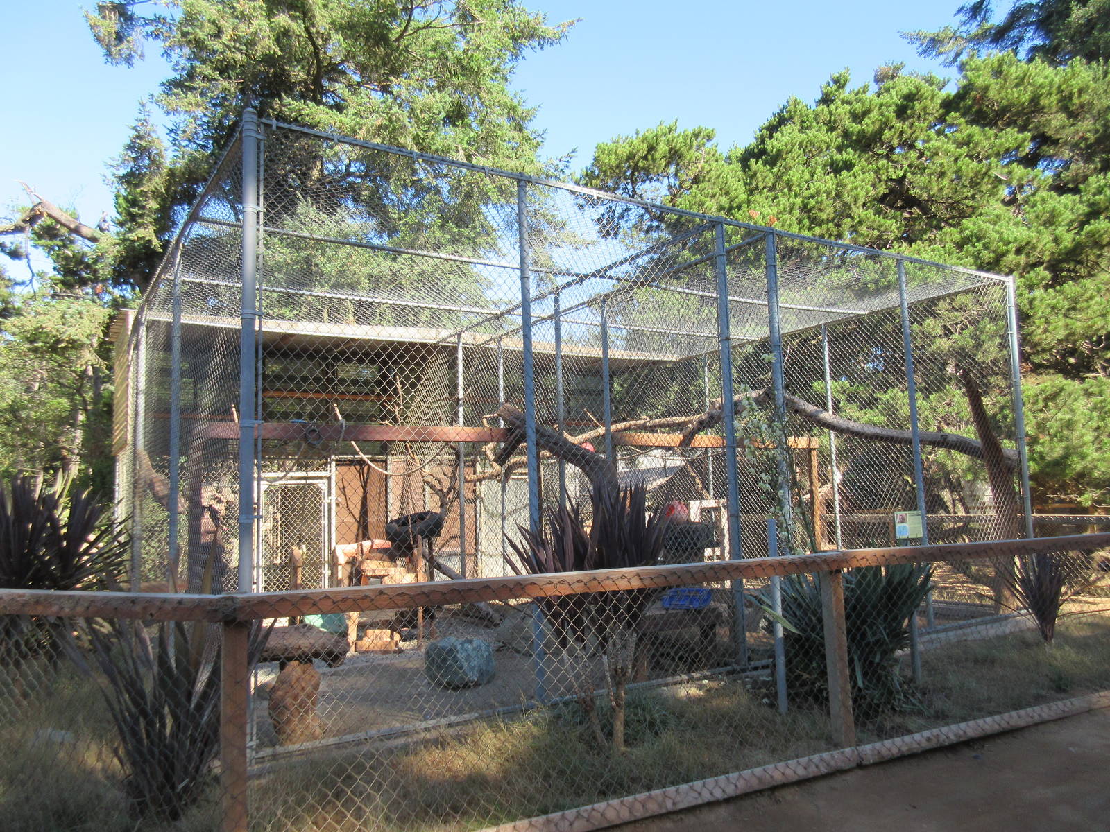 West Coast Game Park Safari (Oregon) - Hamadryas Baboon Exhibit