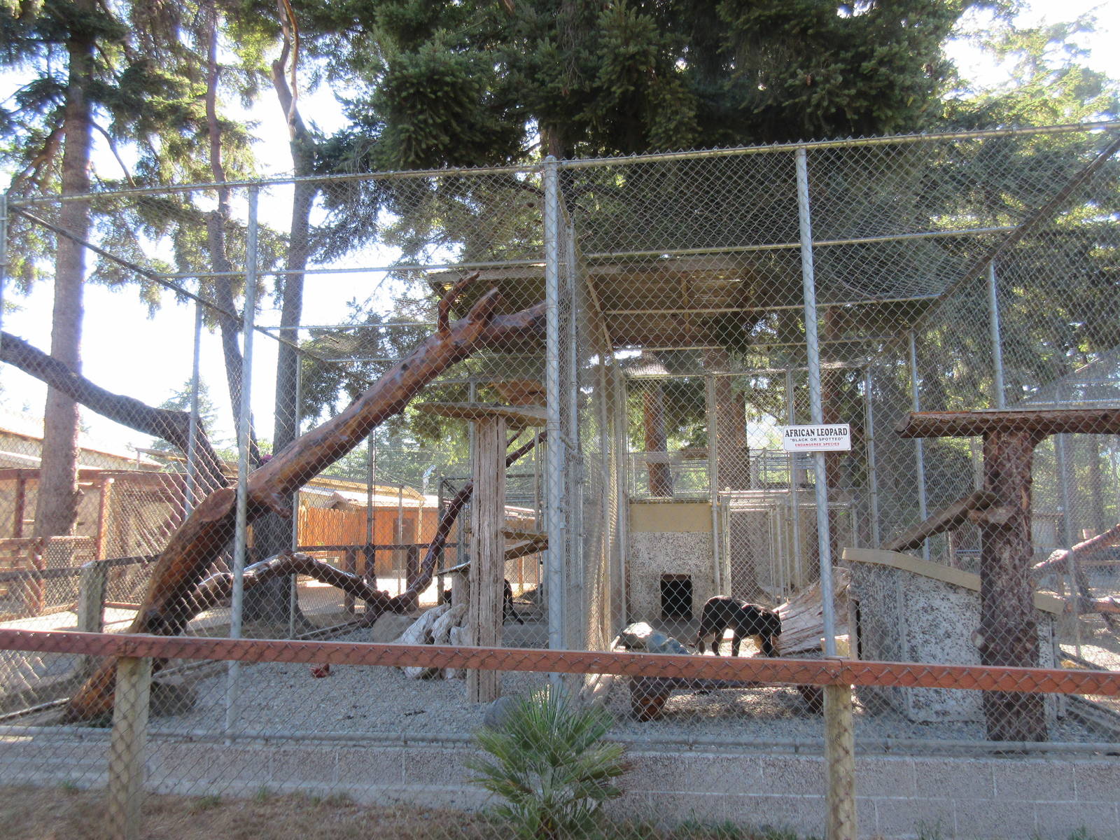 West Coast Game Park Safari (Oregon) - Leopard Exhibit #2 and #3