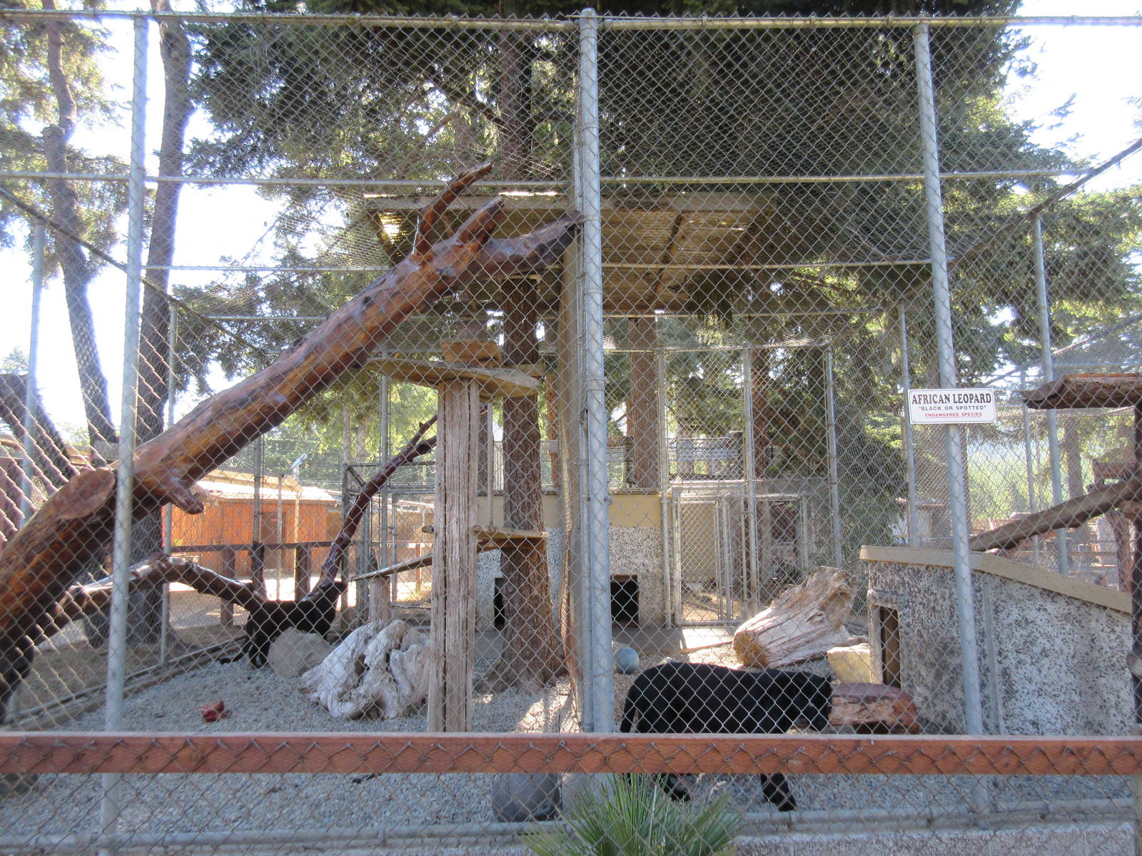 West Coast Game Park Safari (Oregon) - Leopard Exhibit #2